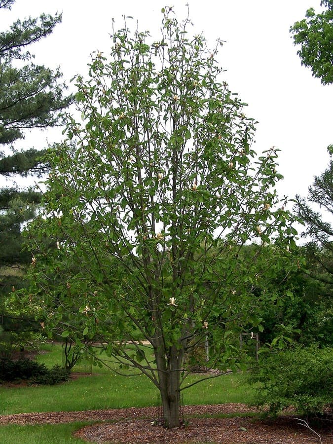 Magnolia-bark with large green leaves