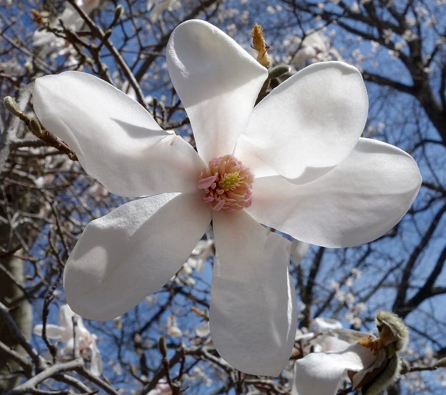 Anis-Magnolie mit duftenden weißen Blüten