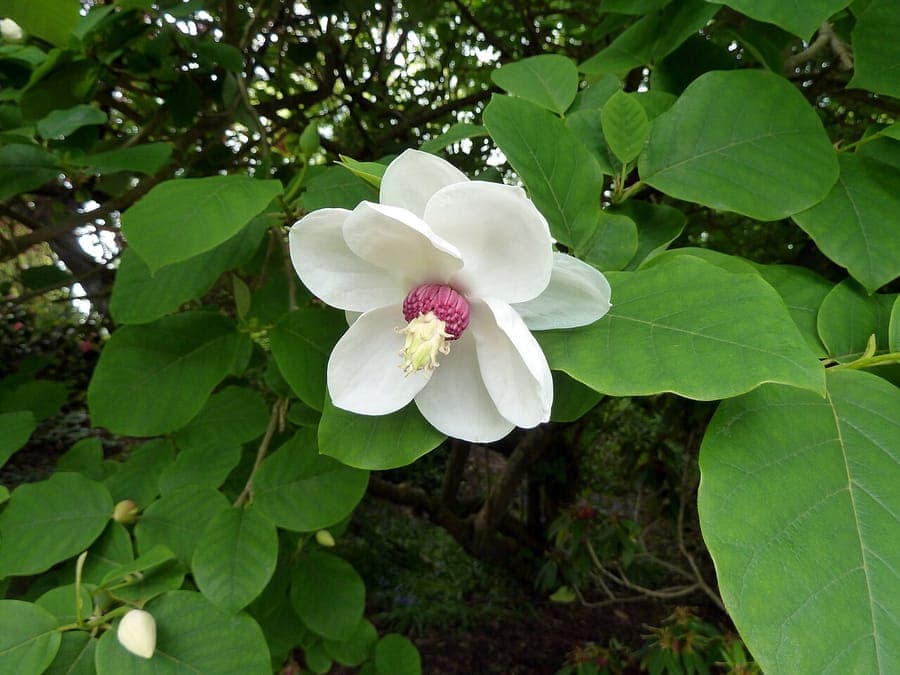 Oyama magnolia displaying pristine white blossoms
