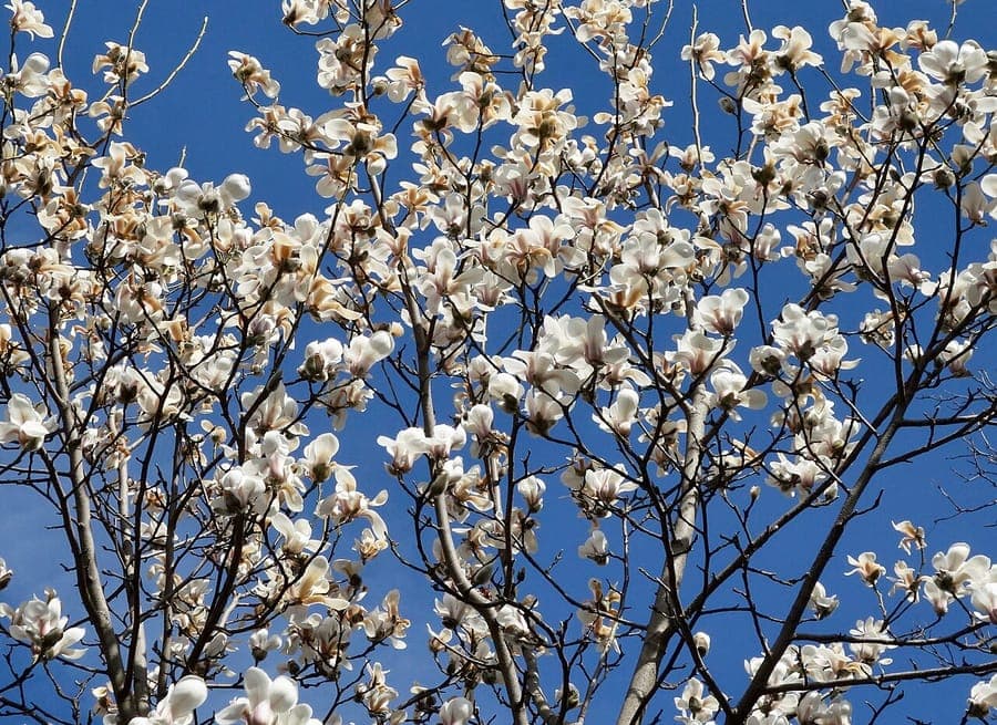 Sprengers Magnolia mit rosa Blüten und charakteristischer Form