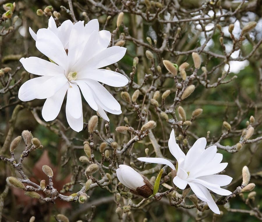 Fleurs de magnolia blanches en étoile sur des branches nues dans la lumière du début du printemps