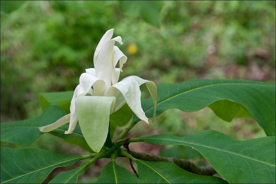 Umbrella magnolia with enormous leaves and fragrant white flowers