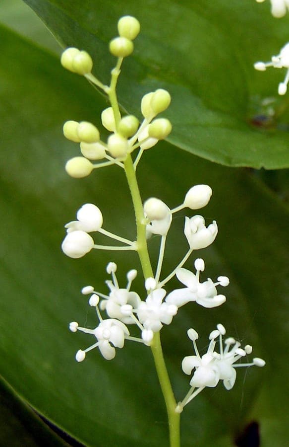 White flowers of Maianthemum bifolium in woodland