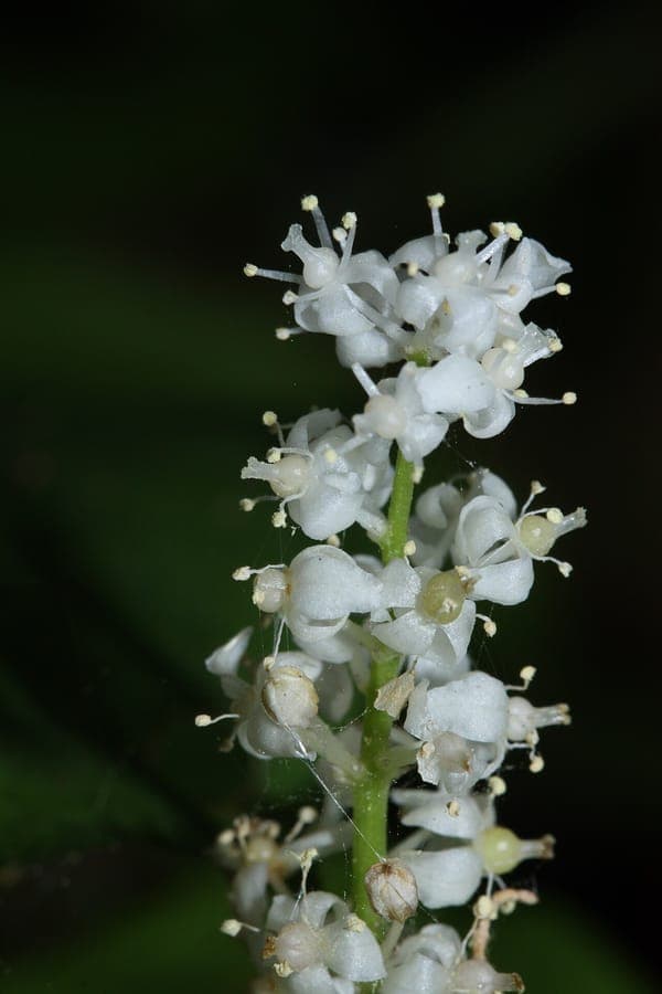 Maianthemum dilatatum maiantheme dilate avec de larges feuilles en coeur et des epis de fleurs blanches a l'ombre