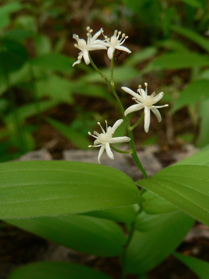 Maianthemum stellatum avec des fleurs blanches délicates en forme d'étoile