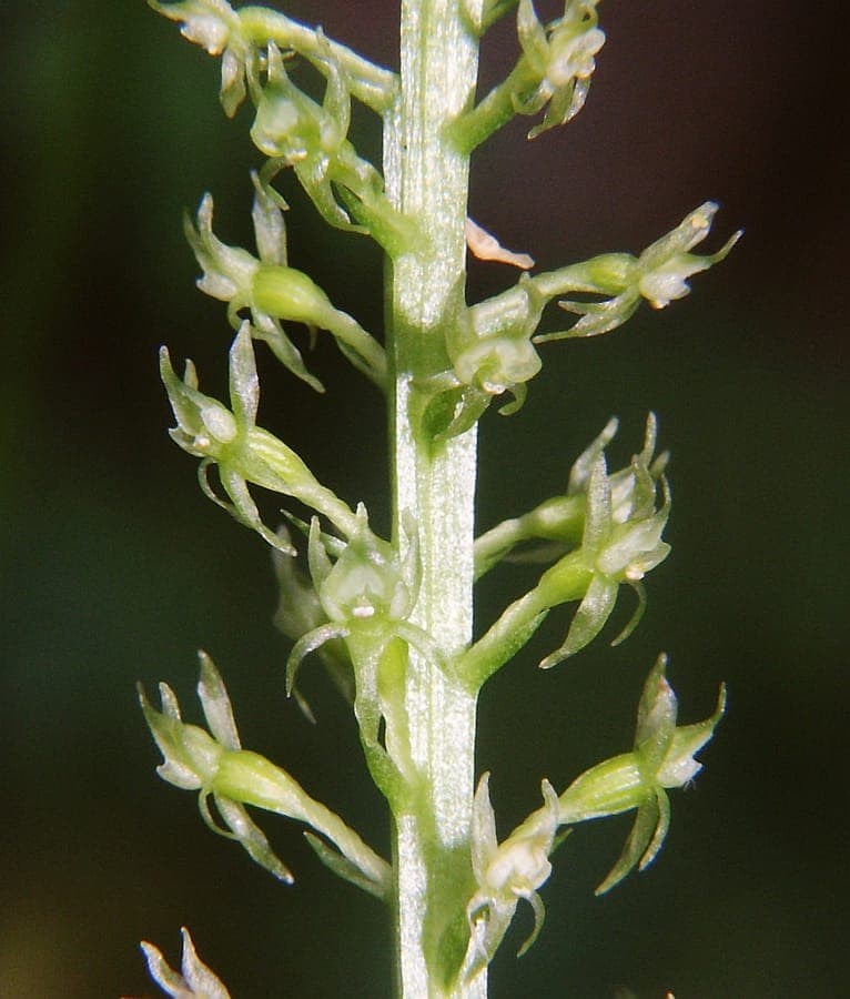 Blüten und Blätter von Malaxis monophyllos
