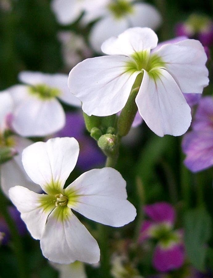 Purpurrote Bluten von Malcolmia maritima