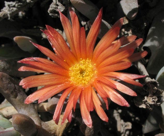 Crocea Iceplant with coppery-orange flowers and fleshy green leaves