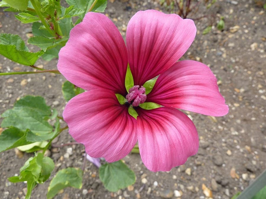 Fleurs en entonnoir rose-violacé de Malope trifida
