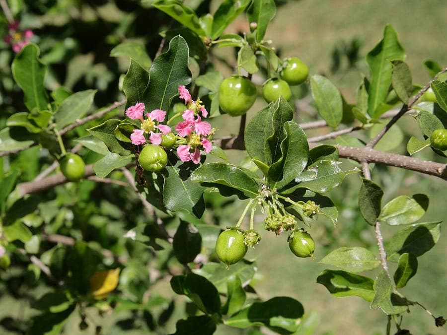 Acerola kers boom met rode vruchten
