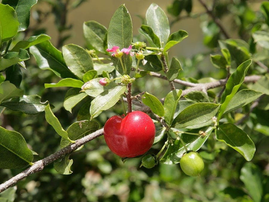 Acerole avec ses fleurs roses et fruits rouges