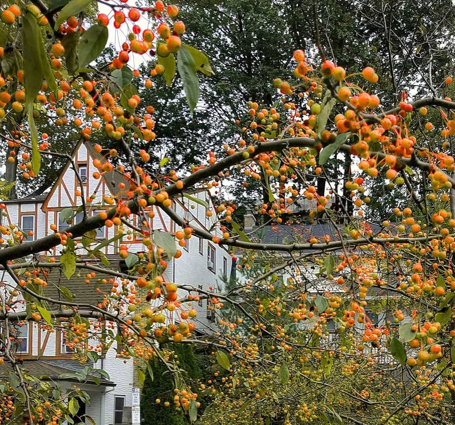 Arbre pommier ecarlate du sud avec fleurs et fruits