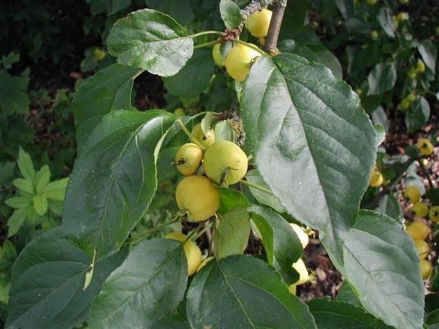 Siberian crabapple with red berries and green leaves