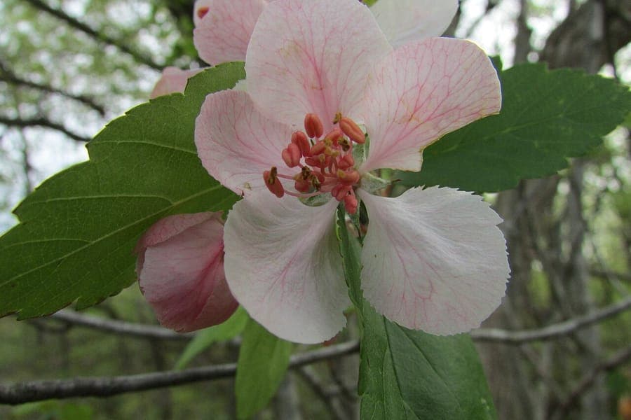 Sweet crab apple in bloei