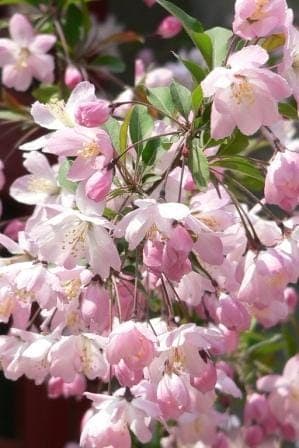 Malus halliana in voller Blüte mit zarten rosa Hängeblüten