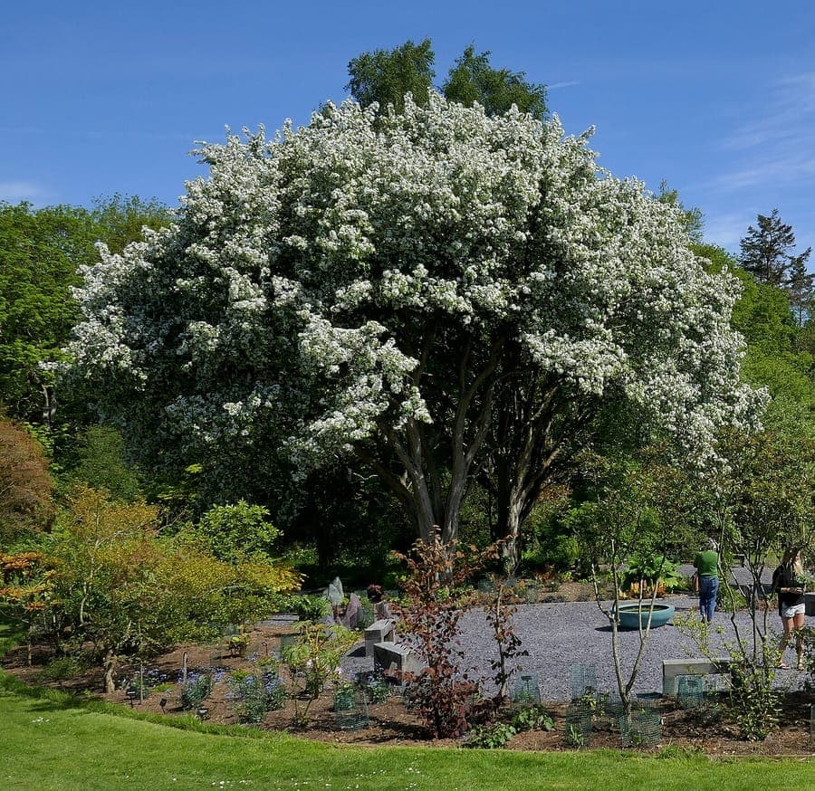 Chinese crab apple displaying pink blossoms and red fruit