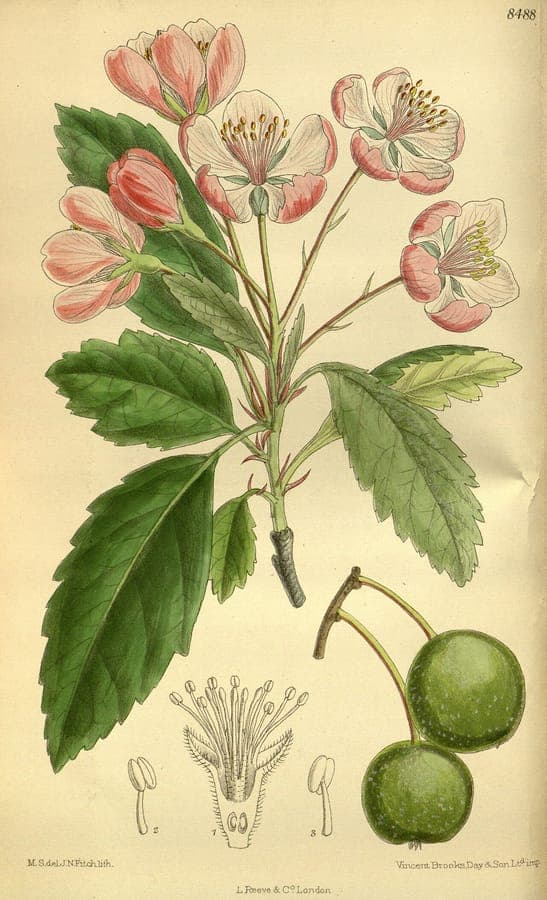 Arbre pommier de prairie avec fleurs