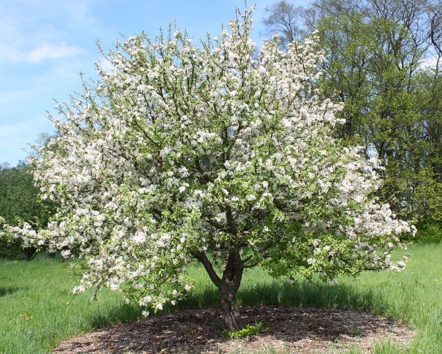 White flowers and red fruit of Malus prunifolia