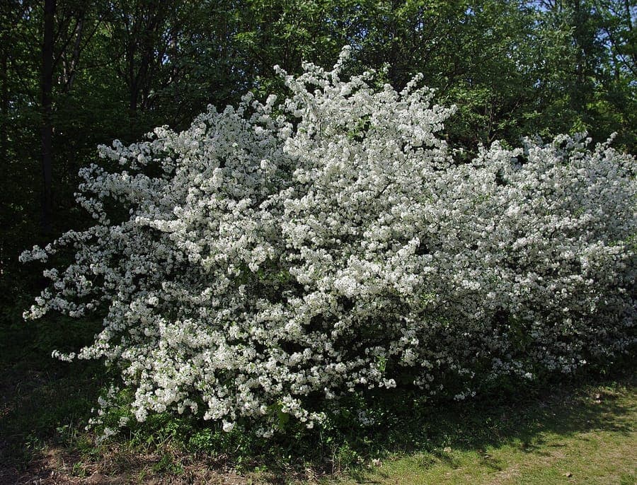 Sargent's crab apple in bloom with pink-white flowers