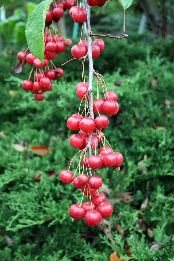 Purple flowers and red fruits of Malus sikkimensis