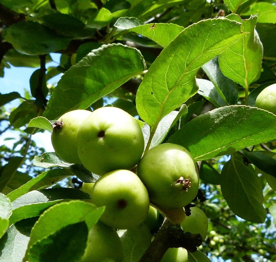 Toringo crab apple flowers and fruits
