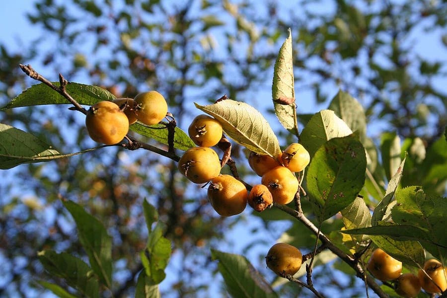 Cut-leaf crab apple tree with flowers and fruit