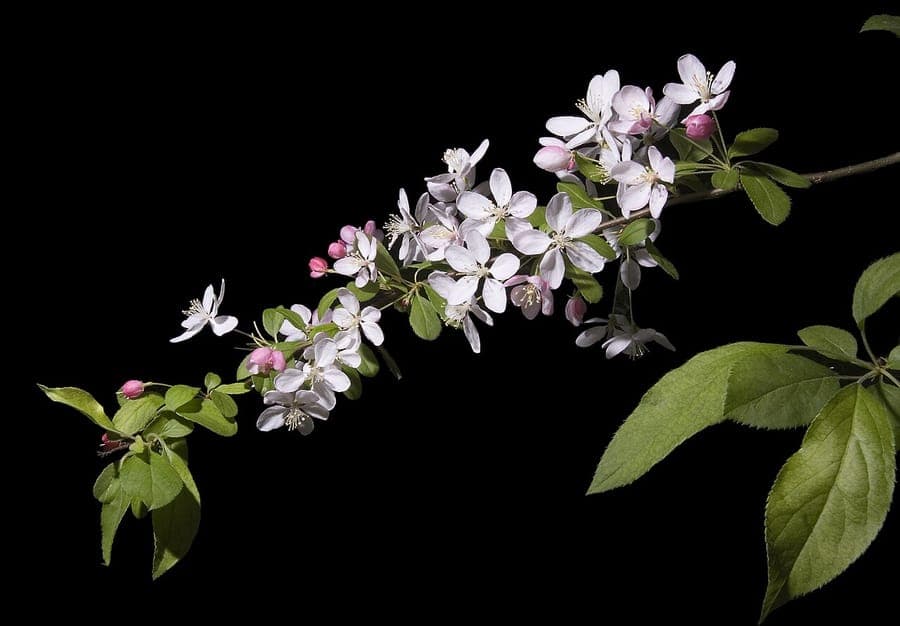 Malus floribunda in full spring bloom with deep pink buds opening to pale pink-white flowers