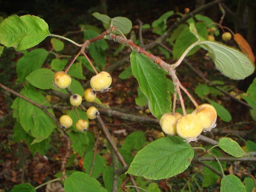 Malus yunnanensis tree with white flowers