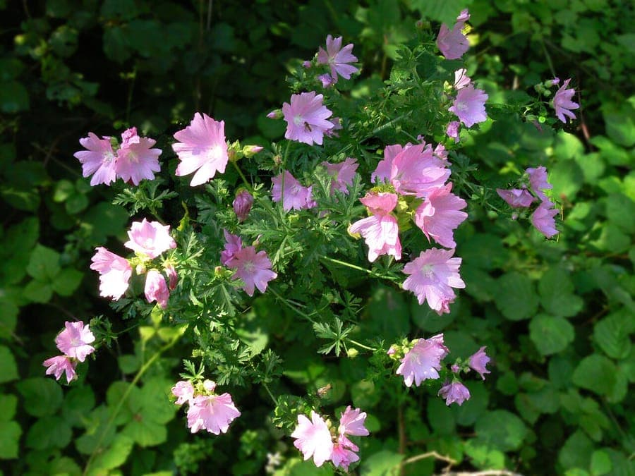 Malva alcea rosa Blüten und Laub