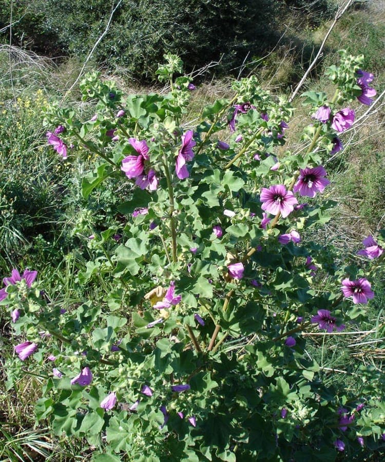 Tree mallow with pink flowers and characteristic tree-like form