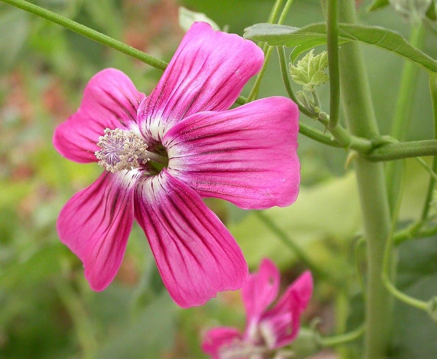 Malva assurgentiflora met grote roze-paarse bloemen aan een struikachtige stengel