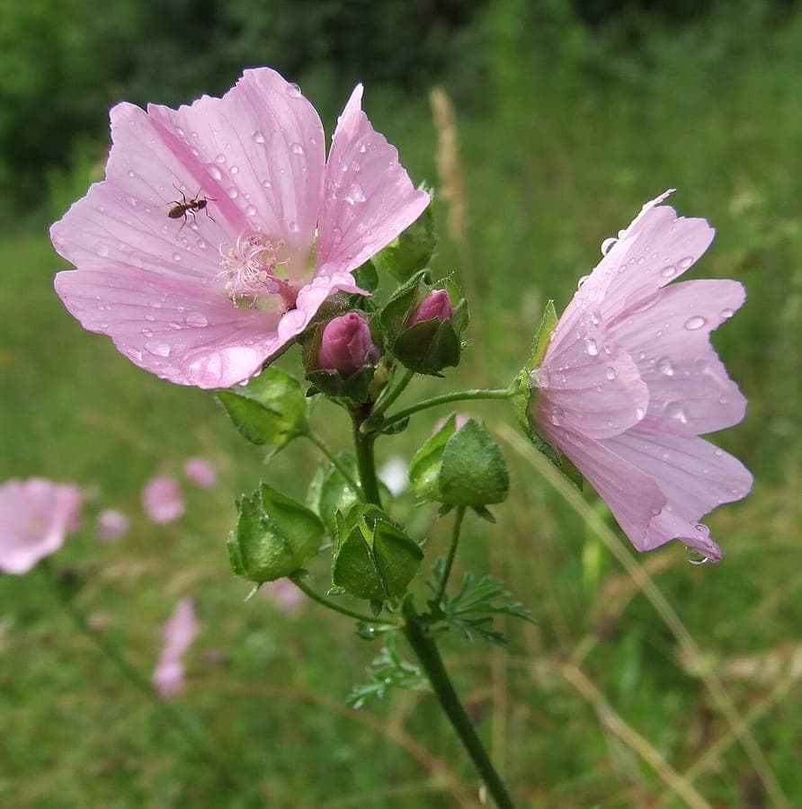 Malva moschata roze bloemen en fijne bladeren