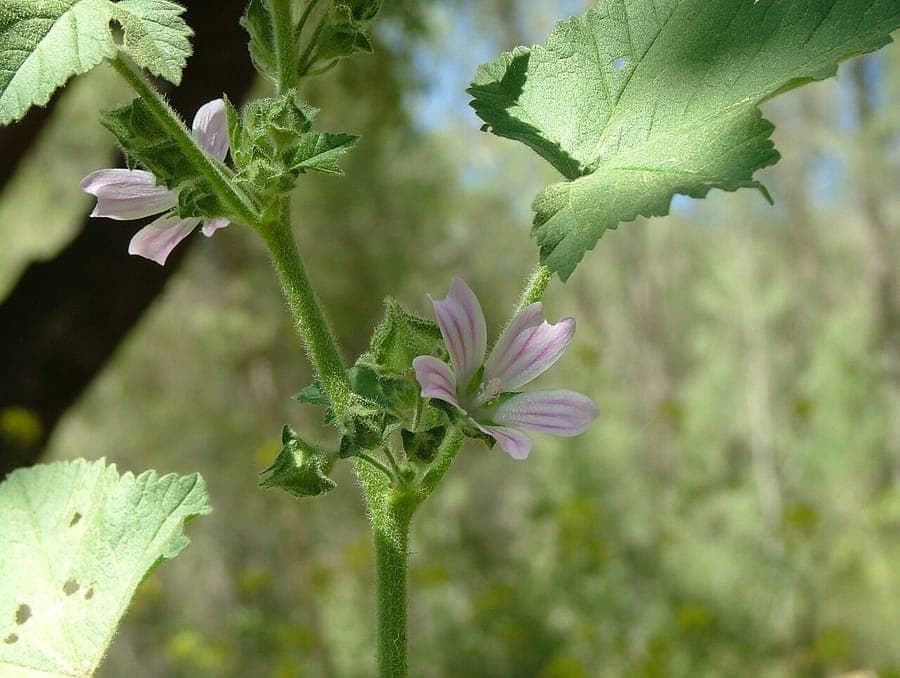 Purple flowers of Malva multiflora in full sun
