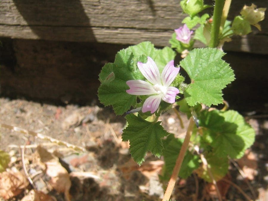 Malva neglecta petites fleurs roses et feuilles