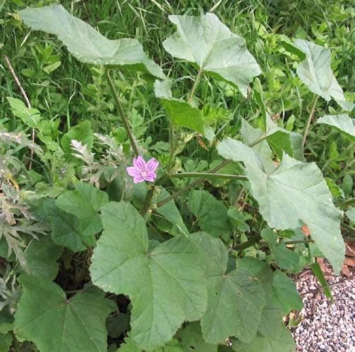 Lilac flowers of Malva nicaeensis with characteristic red veins