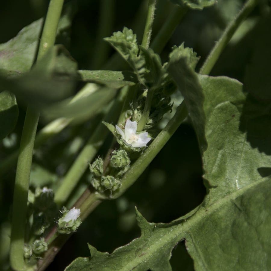 Compact dwarf mallow (Malva pusilla) with purple flower clusters