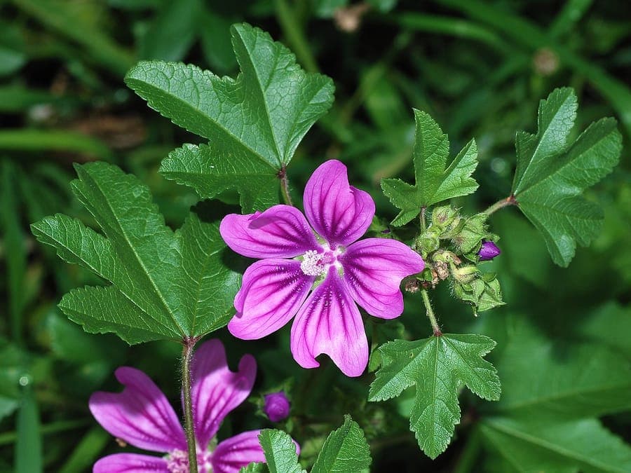 Magenta-paarse bloemen van Malva sylvestris met karakteristieke donkerpaarse aders