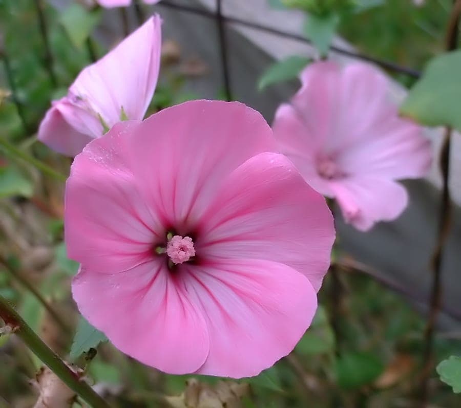 Large purple flowers of Malva trimestris
