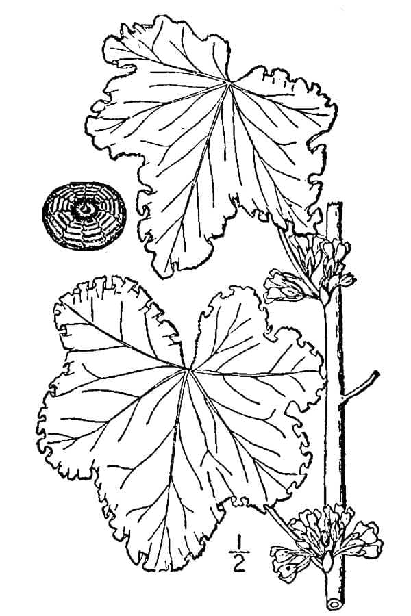 Whorled mallow (Malva verticillata) with characteristic pagoda-like flower structure