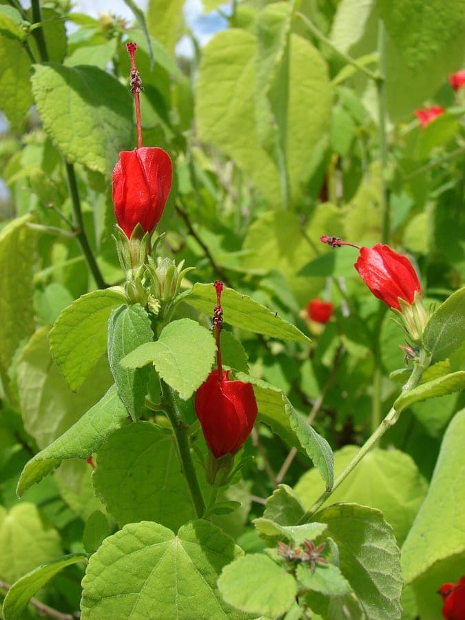 Hibiscus dormeur avec fleurs rouges caracteristiques et feuillage vert