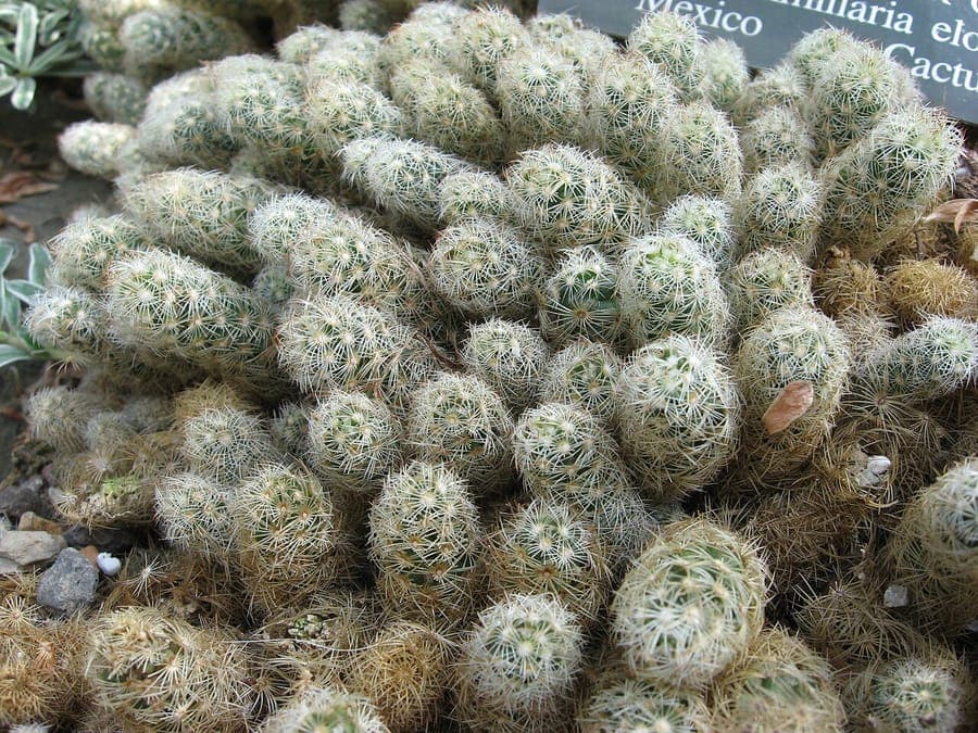 Golden star cactus with bright yellow flowers in desert setting