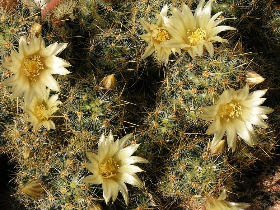 Cactus Mammillaria prolifera avec de petites fleurs jaunes et des corps verts
