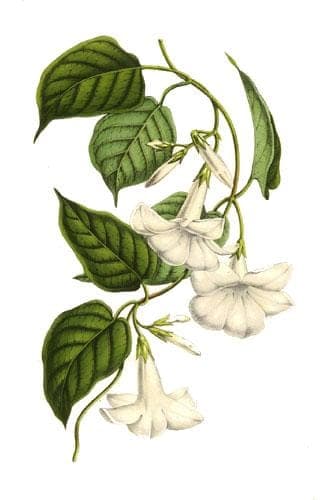 White fragrant flowers of Chilean Jasmine