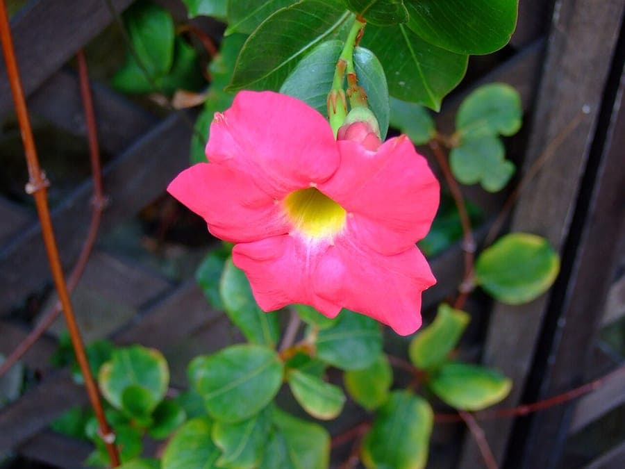 Mandevilla sanderi with pink flowers and glossy green leaves on a trellis