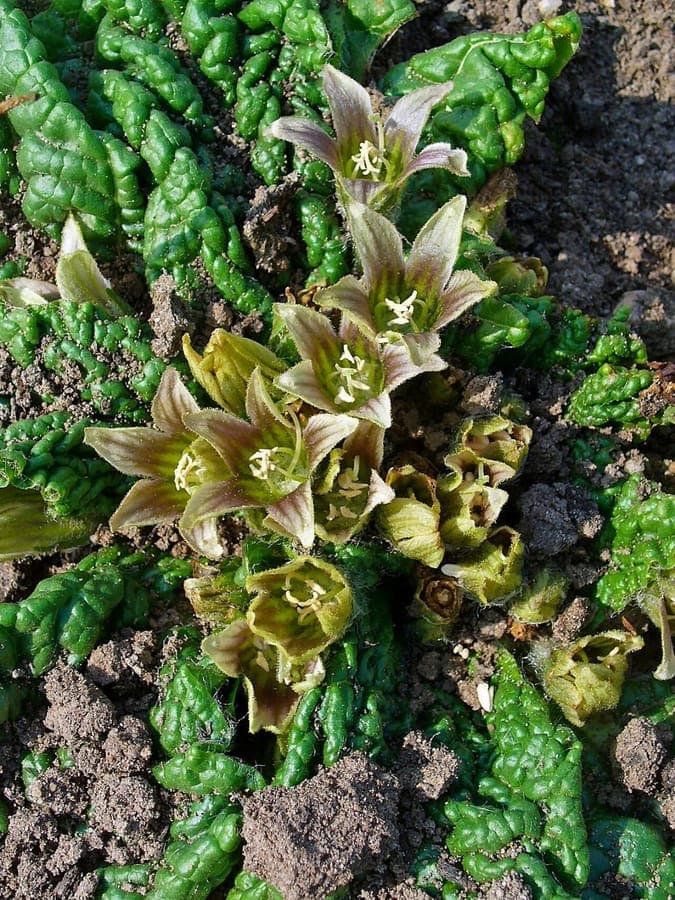 Mandragora officinarum flower showing pale purple petals with dark veins