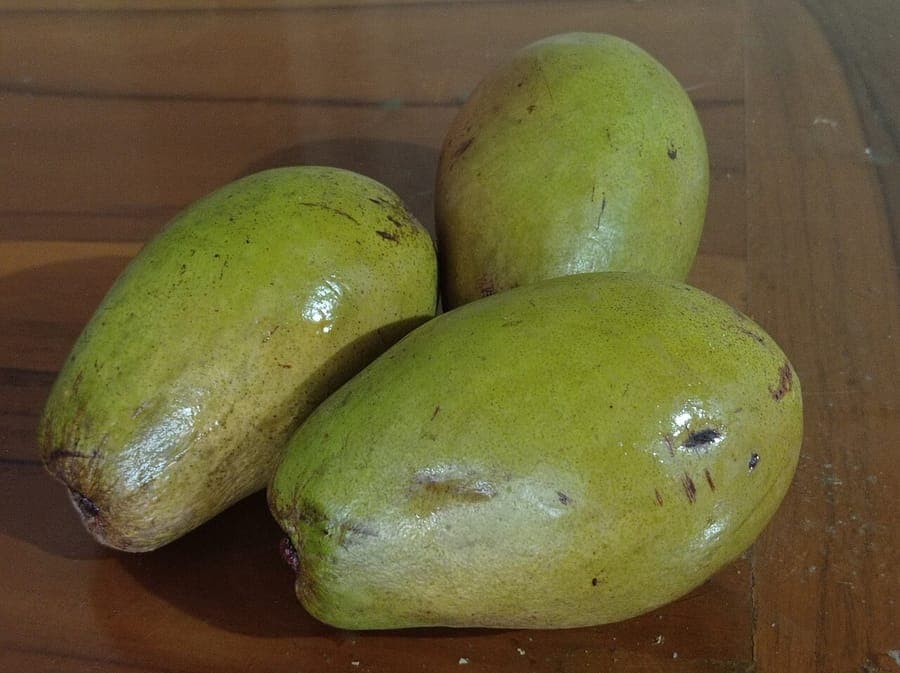 Binjai mango tree with glossy green foliage