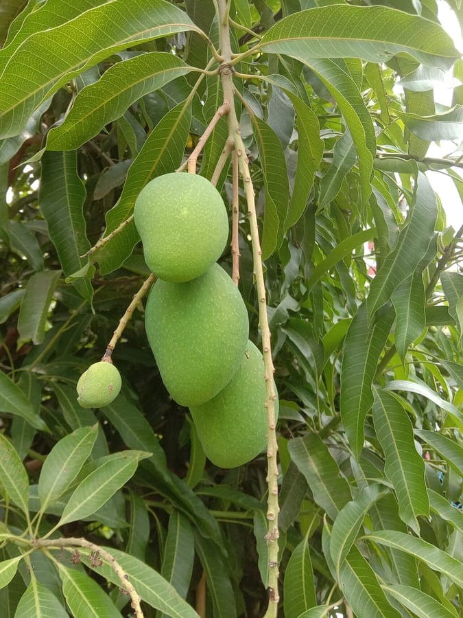 Mature mango tree with ripening fruits in sunny garden