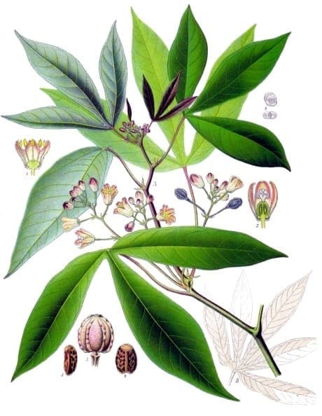 Plant Manihot esculenta montrant les feuilles palmées caractéristiques et les tiges ligneuses