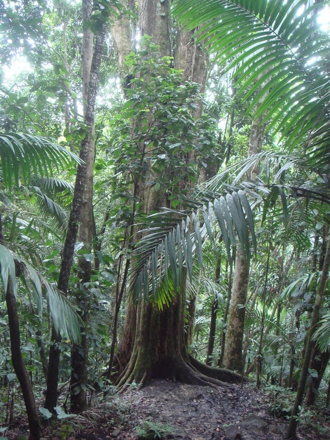 Manilkara bidentata bulletwood tree with glossy green leaves in tropical forest