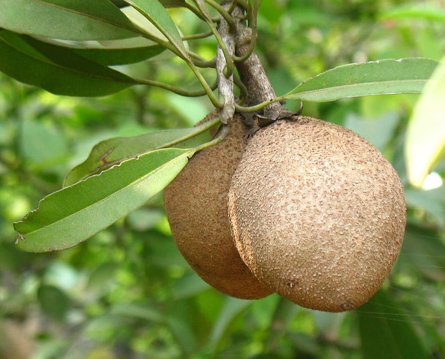 Sapodilla fruit tree with brown fruits